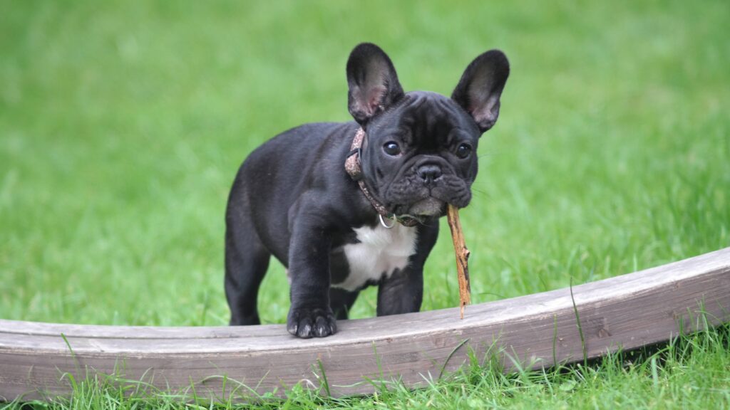 Bulldog francés en el parque