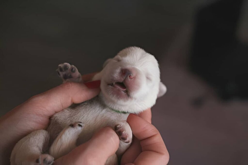 Cachorro recién nacido