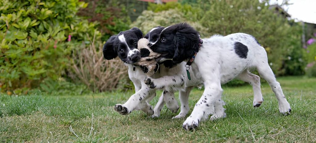 Cachorros sanos con el pienso Reycan Puppy Ibérico