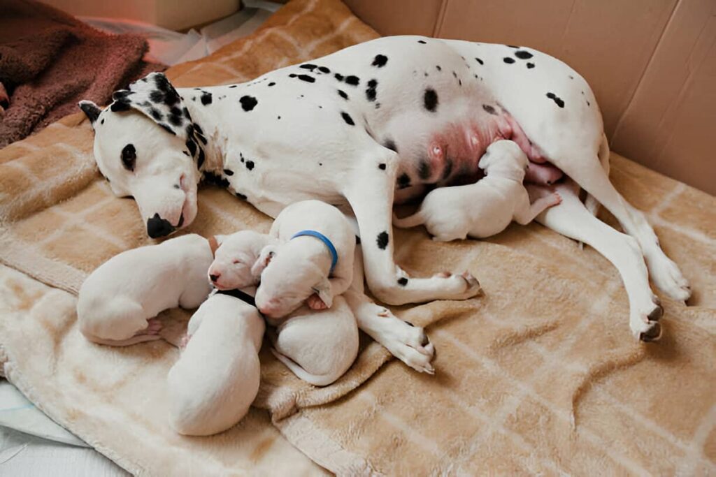 Destete de cachorros