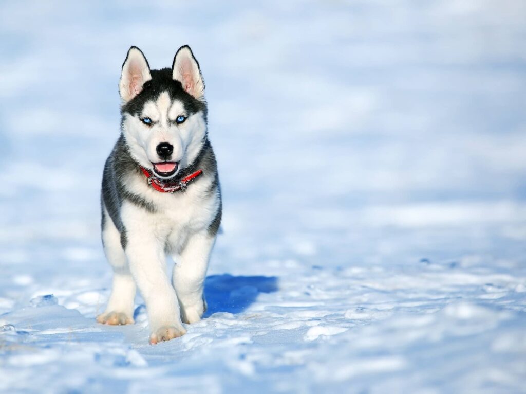 Husky Siberiano andando por la nieve