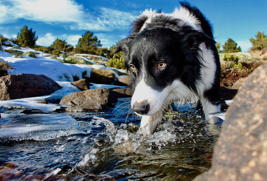 Perro pescando salmón