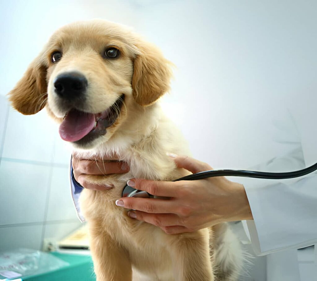 Cachorros seguros con el pienso Reycan Puppy Ibérico